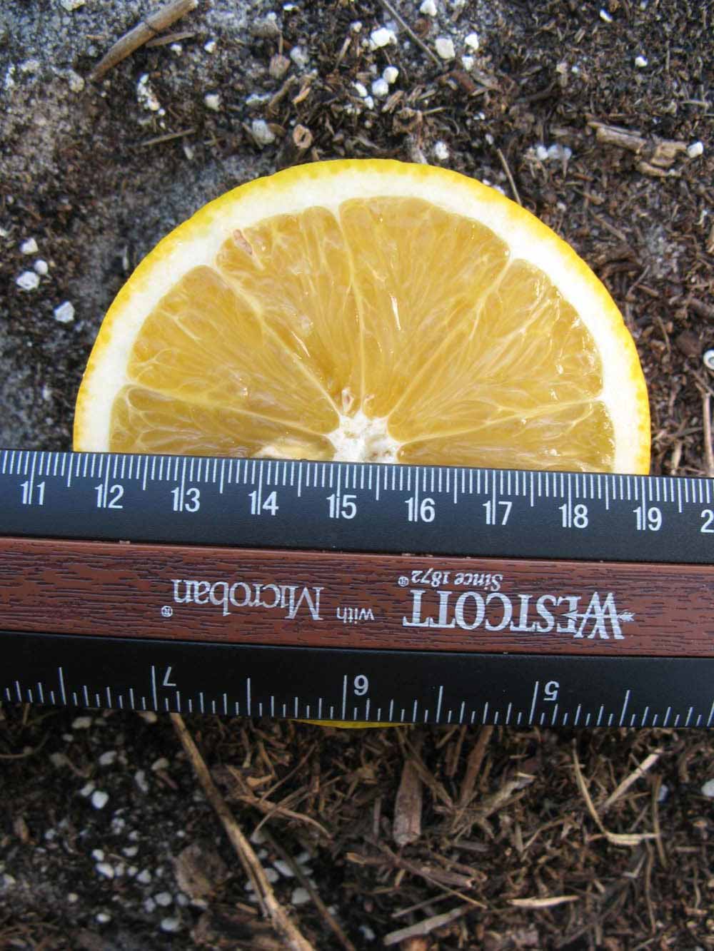              Fruit cross-section (Winter Haven, FL)       